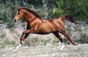 cavallo