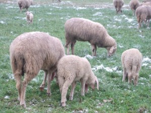 pecore-casirate-0052