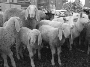 pecore-casirate-019